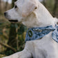 Golden Lab wearing Hachure bandana with Fetch Fanatic Patch